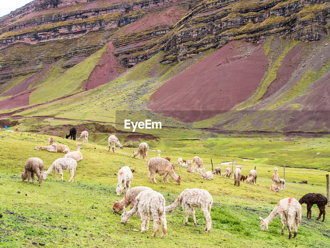 FLOCK OF SHEEP GRAZING IN FARM