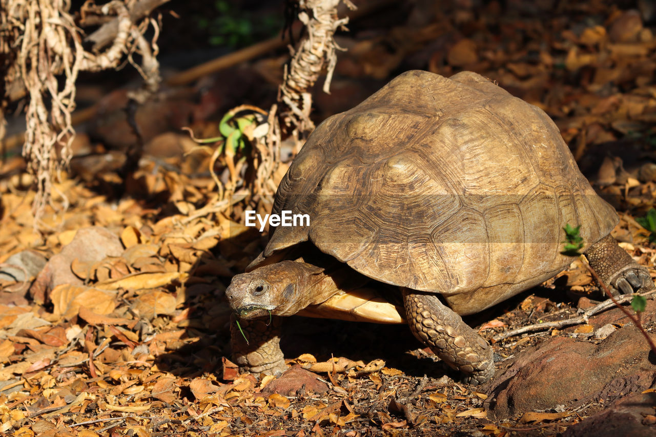 Leopard tortoise in natural environment stigmochelys pardalis