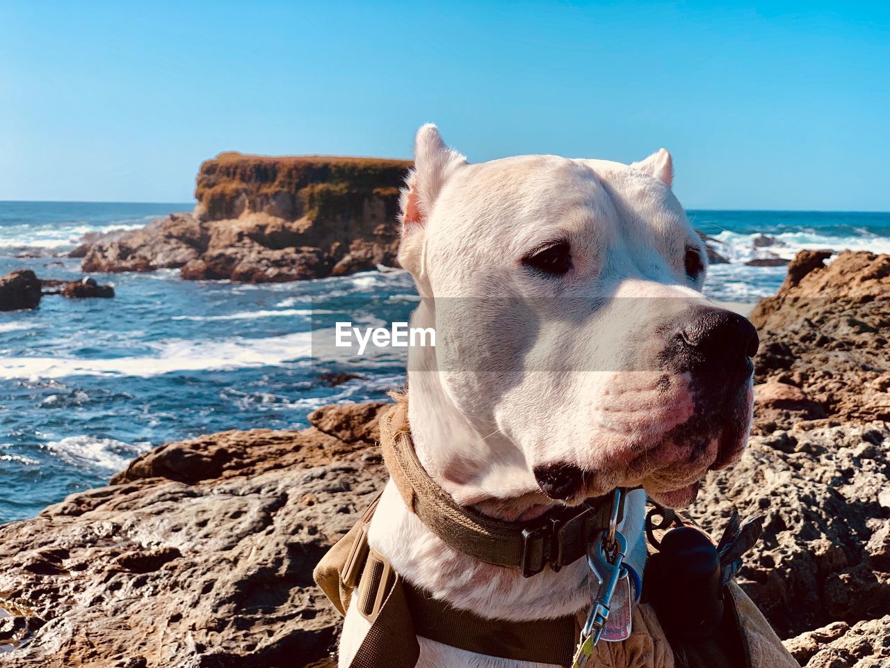 View of dog on beach