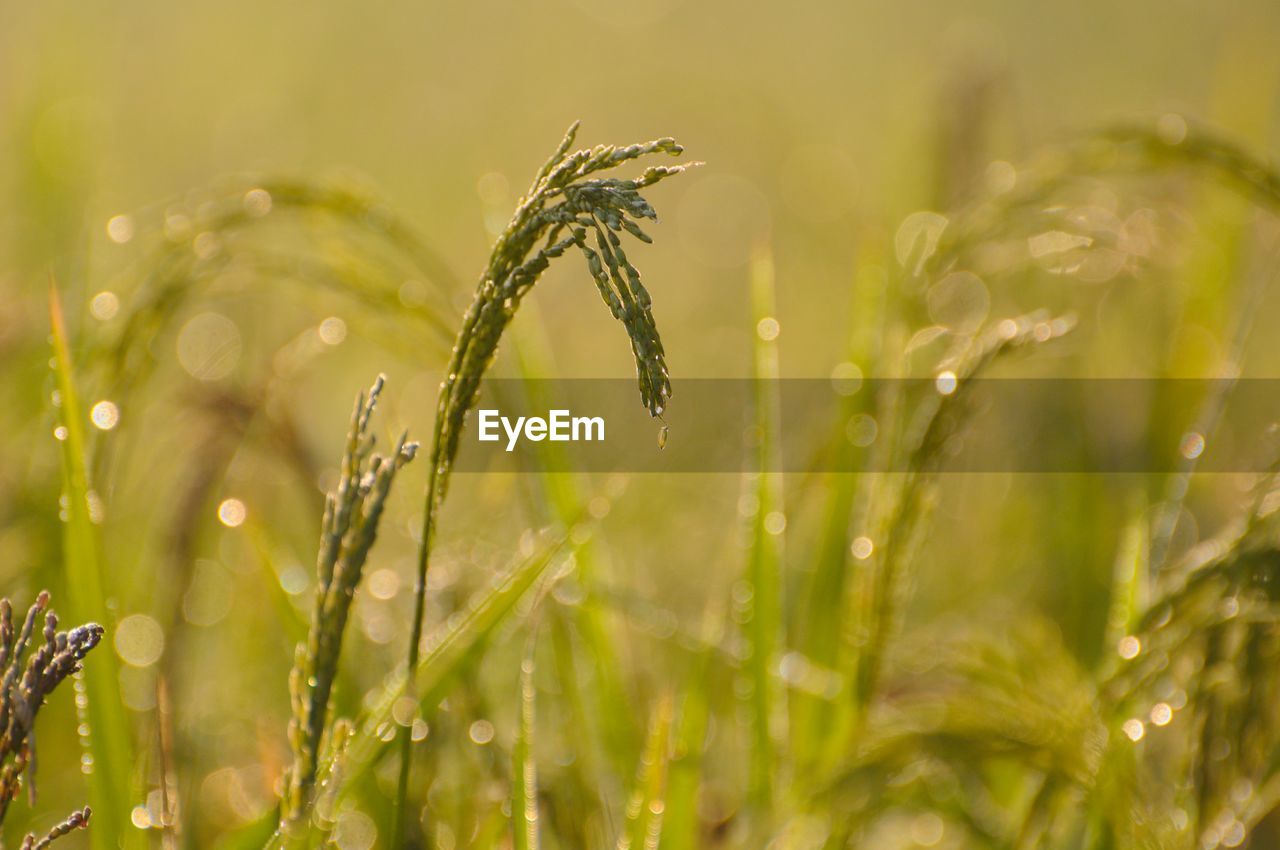 CLOSE-UP OF WET PLANTS GROWING ON FIELD