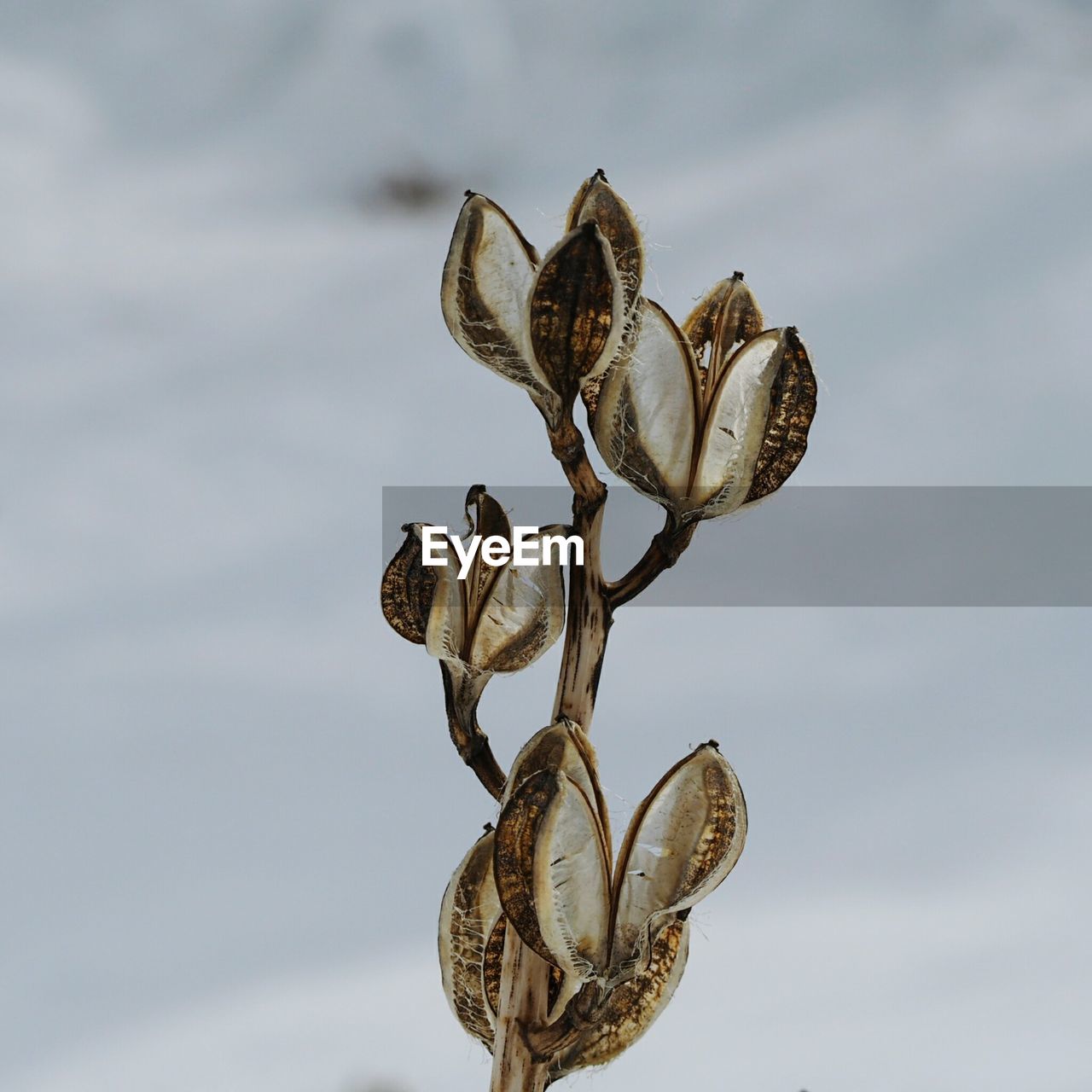 Close-up of dried plant pods