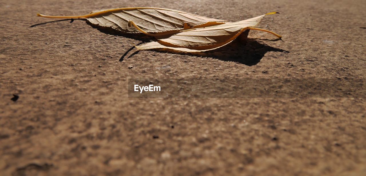 CLOSE-UP OF CRAB ON GROUND