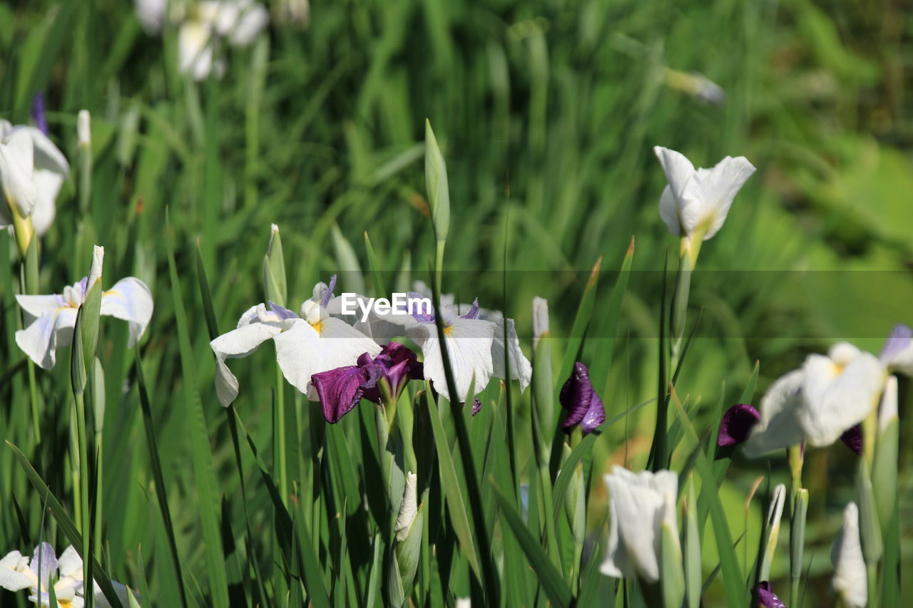 CLOSE-UP OF WHITE FLOWERS ON FIELD