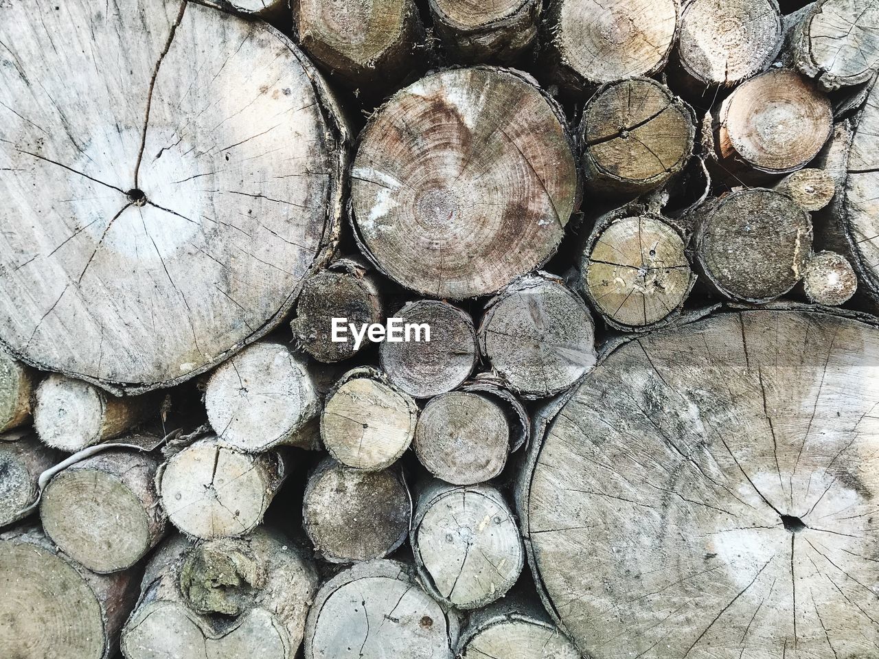 STACK OF LOGS IN FOREST