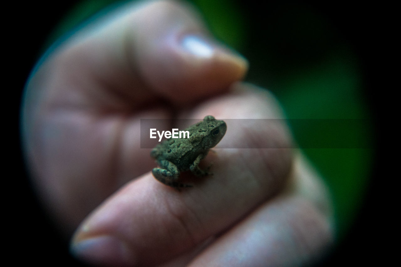 CLOSE-UP OF HAND FEEDING ON LEAF