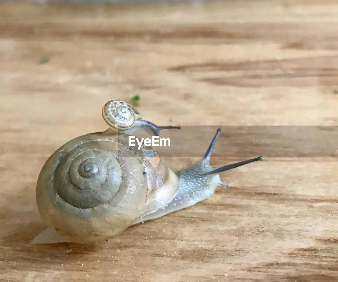 CLOSE-UP OF SNAILS ON TABLE