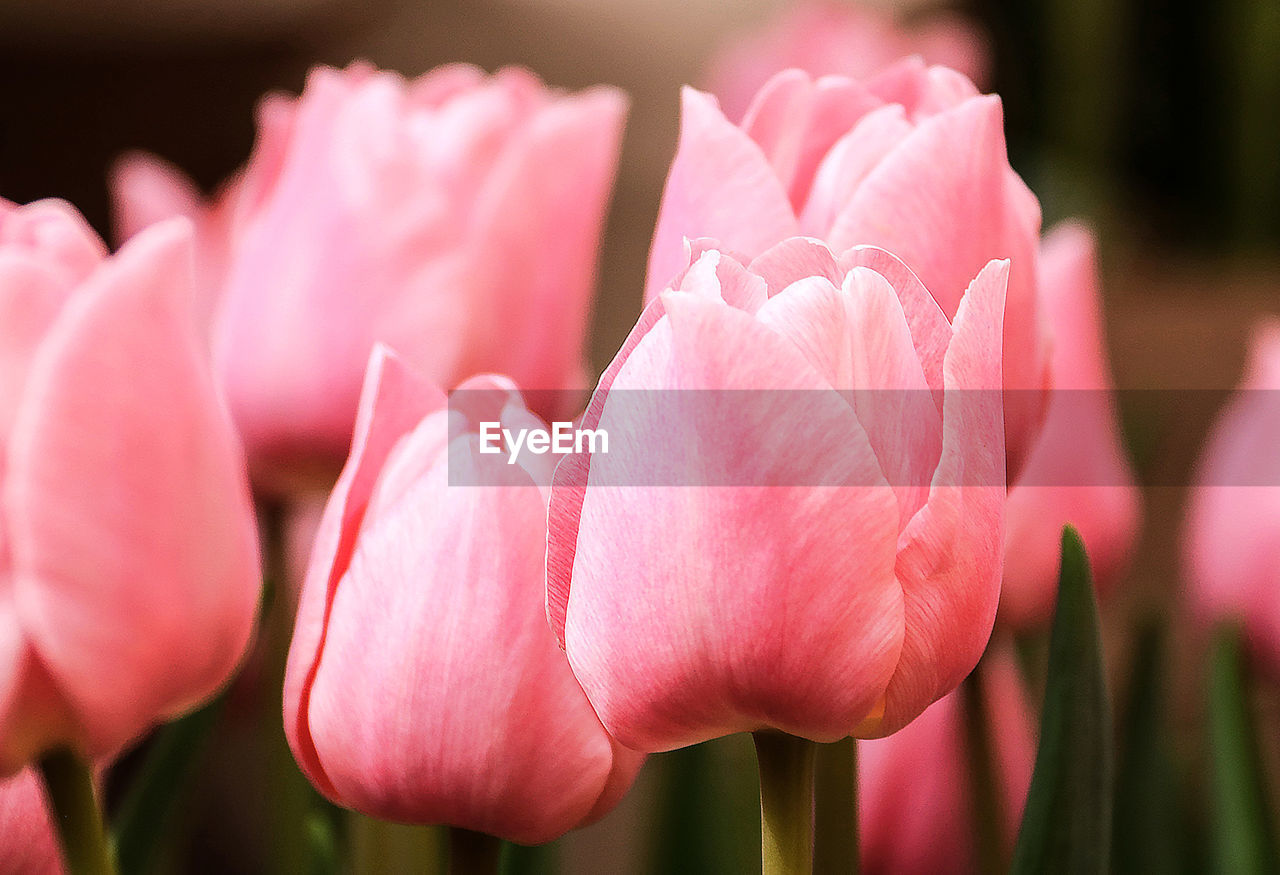 CLOSE-UP OF PINK FLOWERS