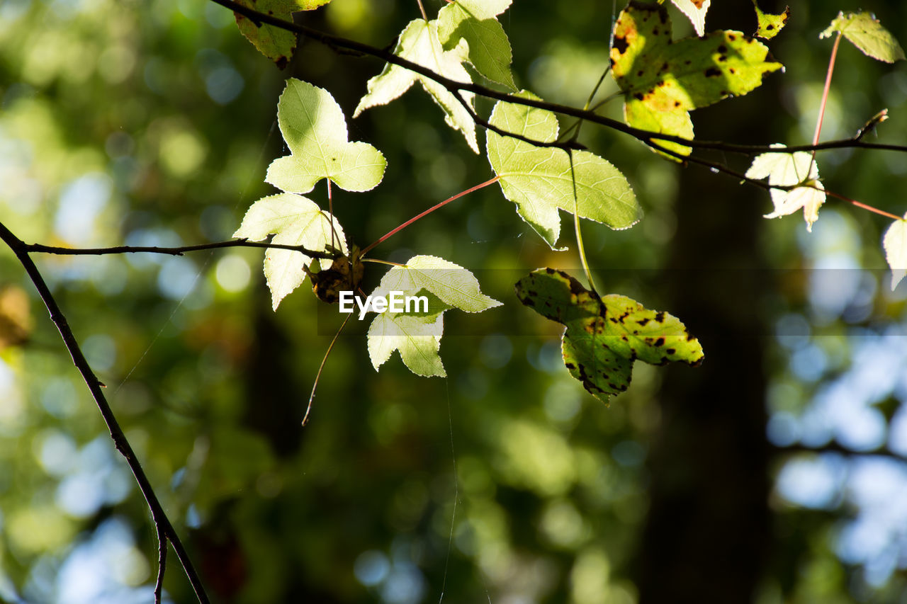 LOW ANGLE VIEW OF FRUIT TREE