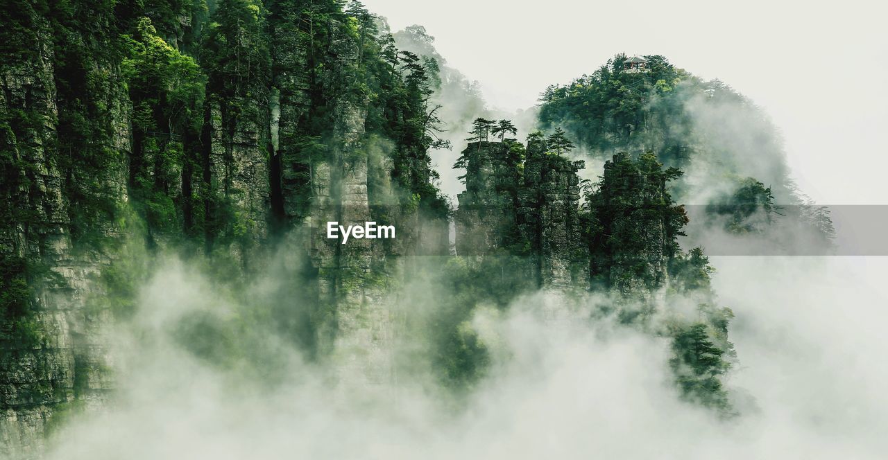 Low angle view of trees on foggy day