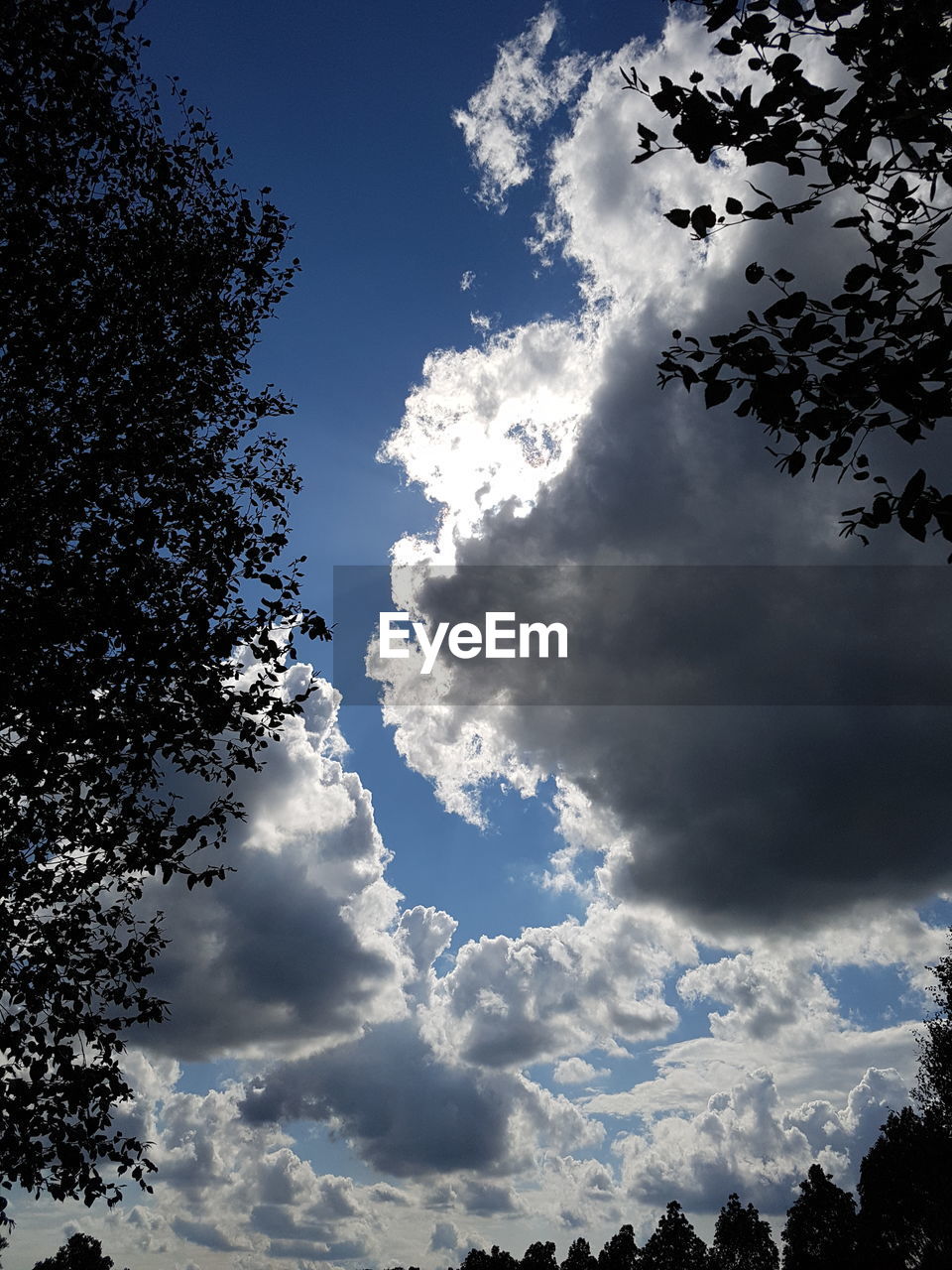 LOW ANGLE VIEW OF TREES AGAINST BLUE SKY