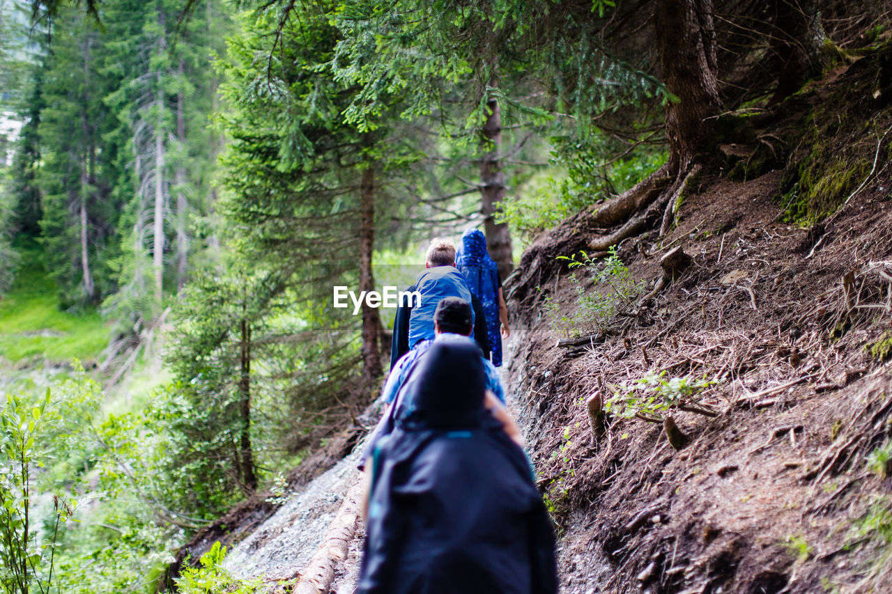 Rear view of hikers in forest