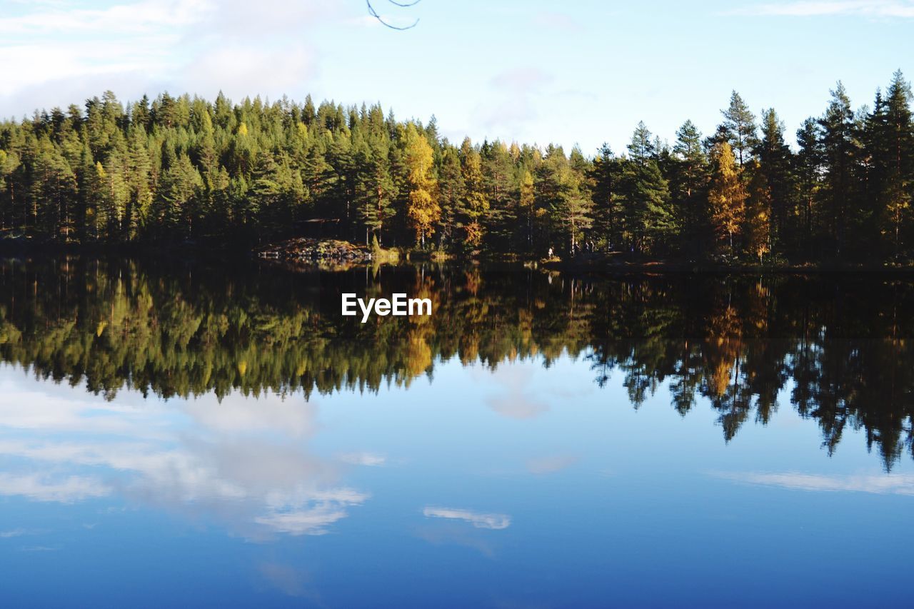 REFLECTION OF TREES IN LAKE