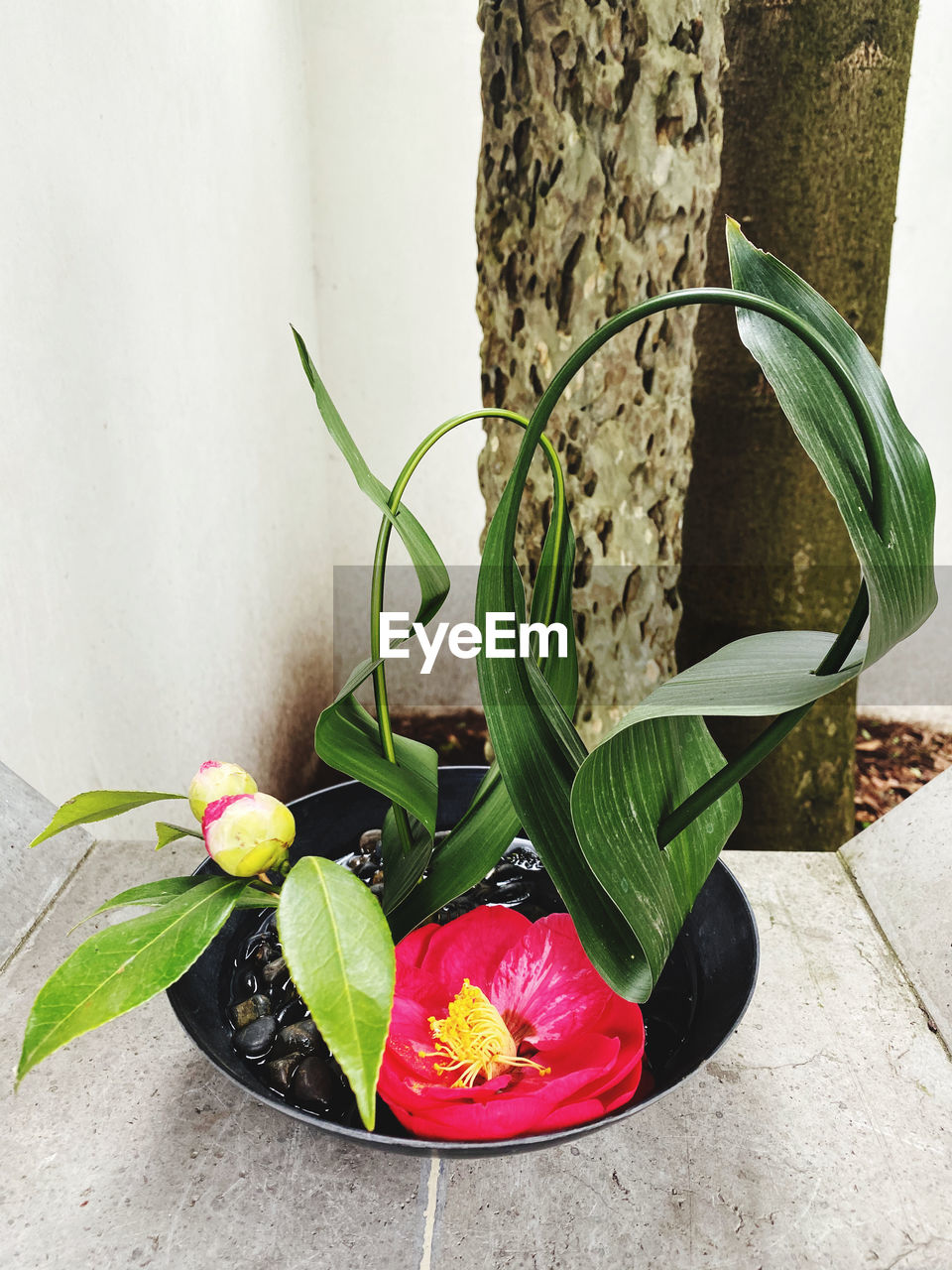 CLOSE-UP OF POTTED PLANT BY WALL