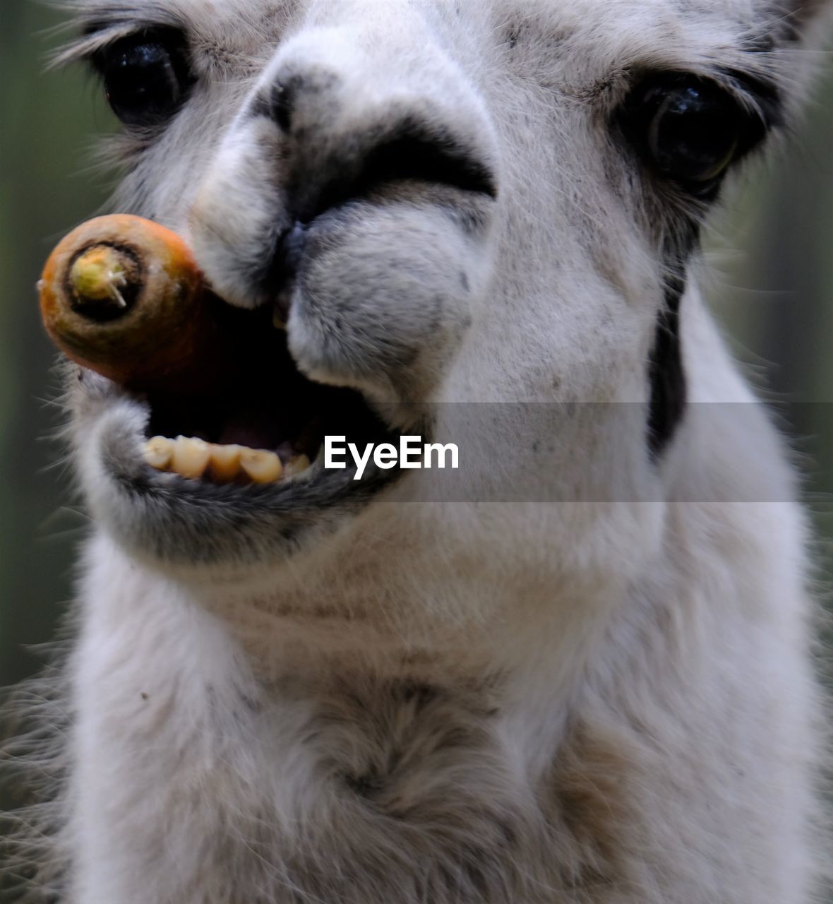 CLOSE-UP OF A HORSE