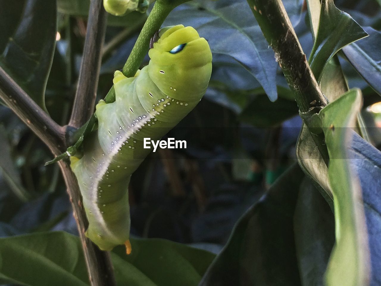 Close-up of caterpillar on plant