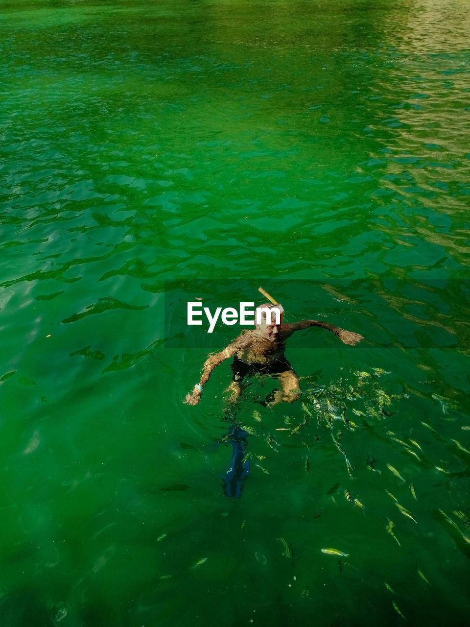 High angle view of fish swimming in sea