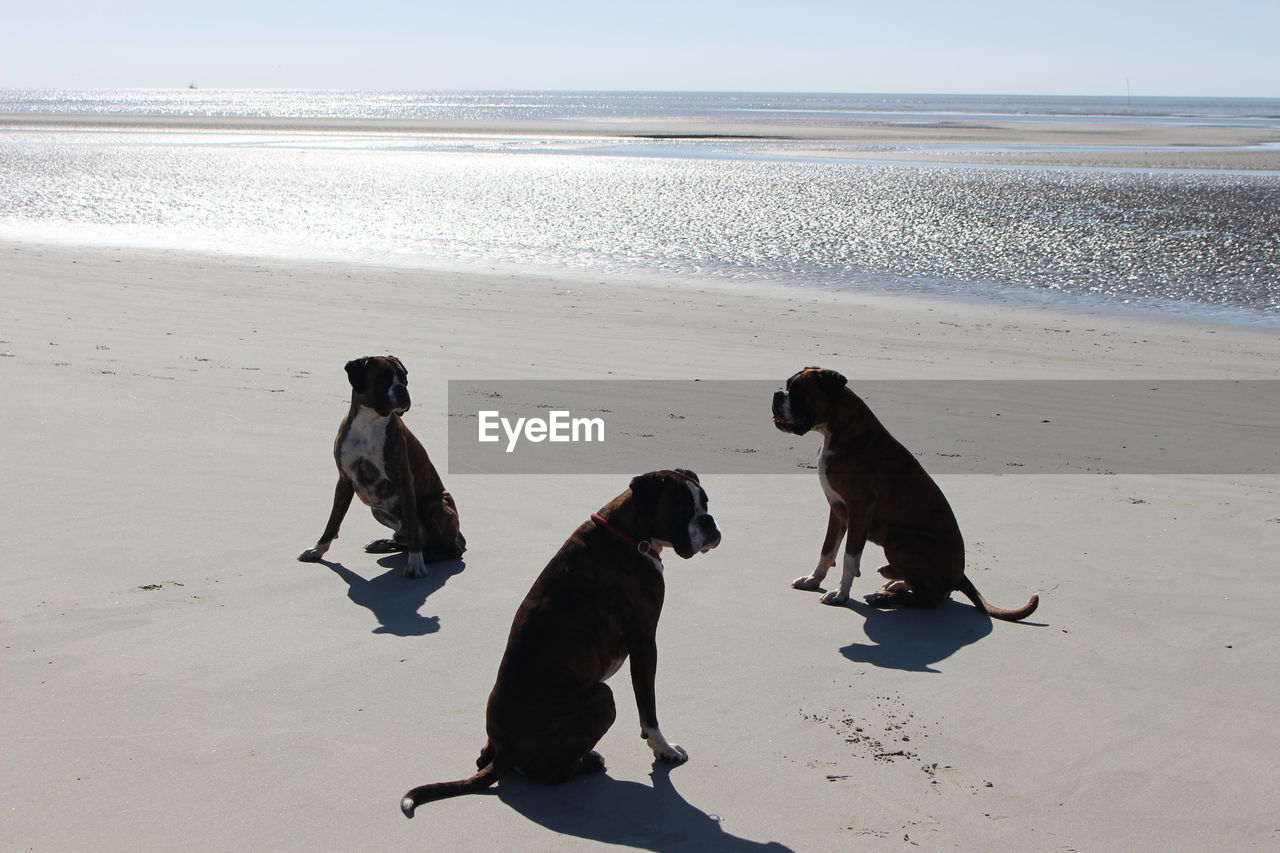 Boxers sitting on shore at beach against wadden sea
