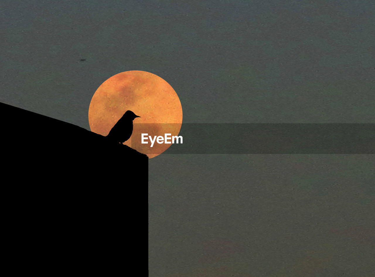 LOW ANGLE VIEW OF TREES AGAINST SKY