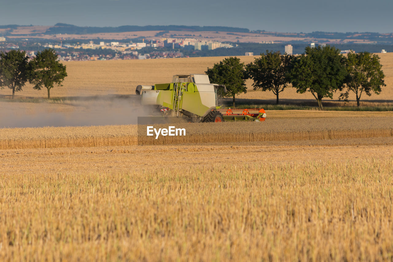 Combine harvester collecting wheat grains. rural scene with a town at background