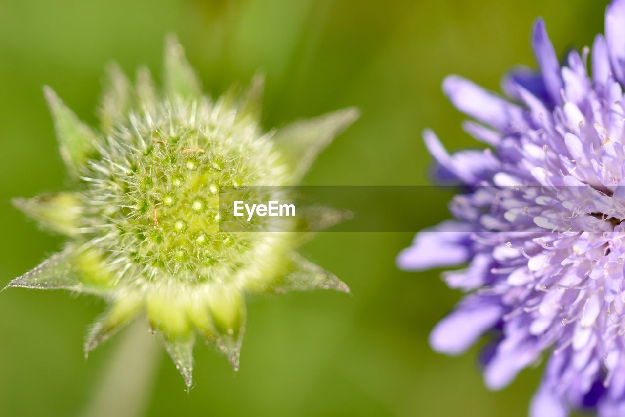 CLOSE-UP OF PURPLE FLOWER