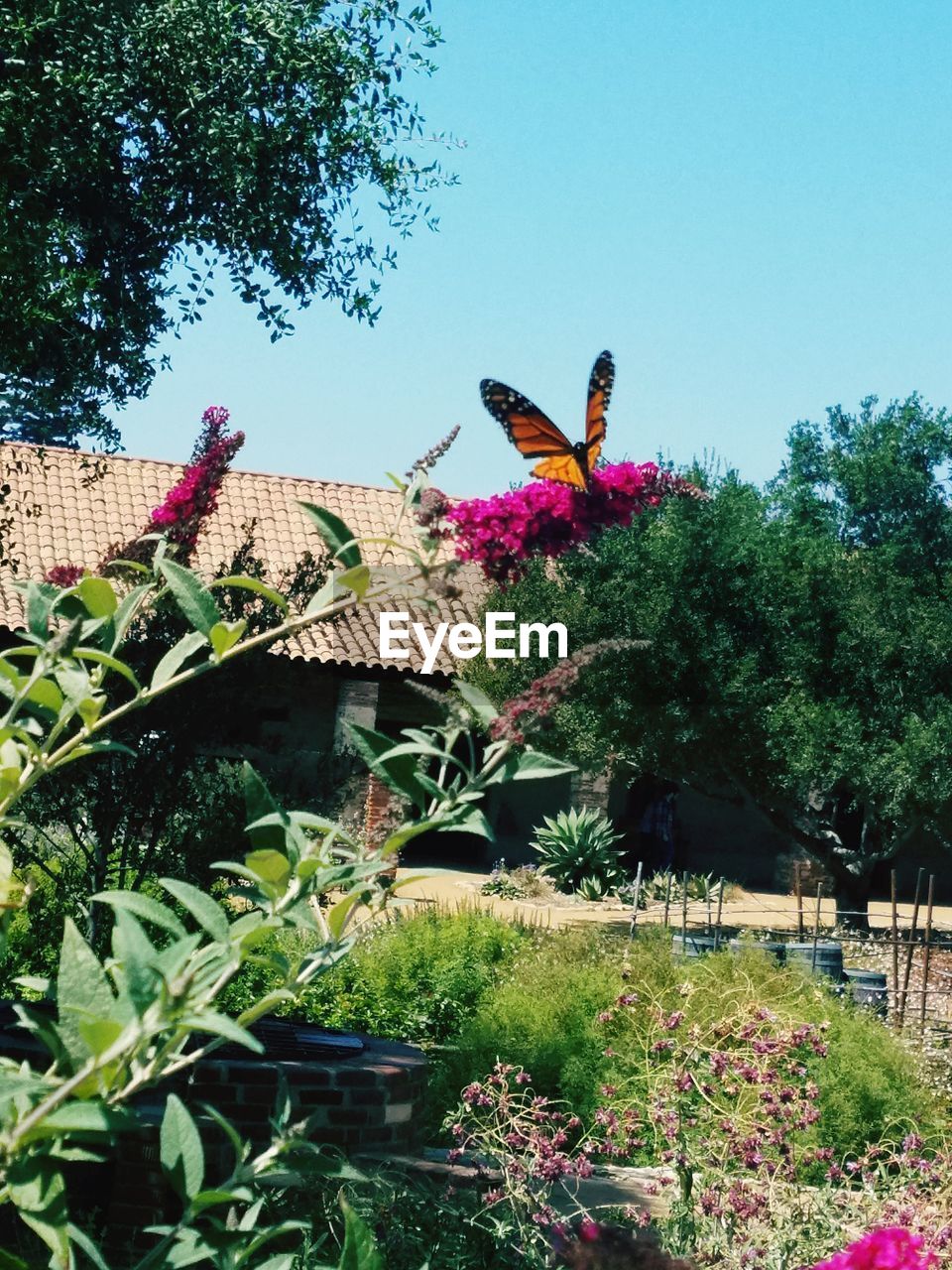 VIEW OF BIRDS FLYING AGAINST PLANTS