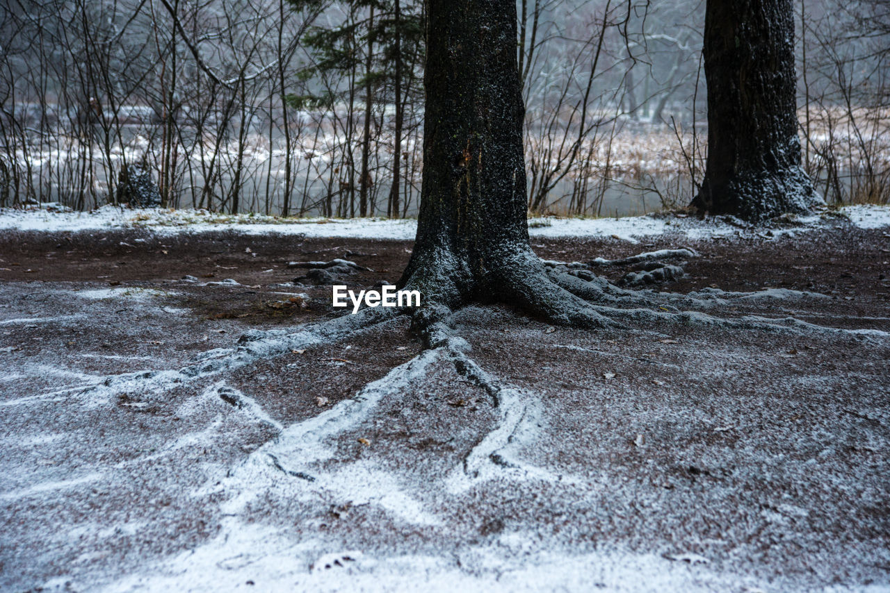 Trees in forest during winter