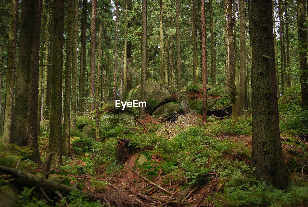 VIEW OF A TREE TRUNK