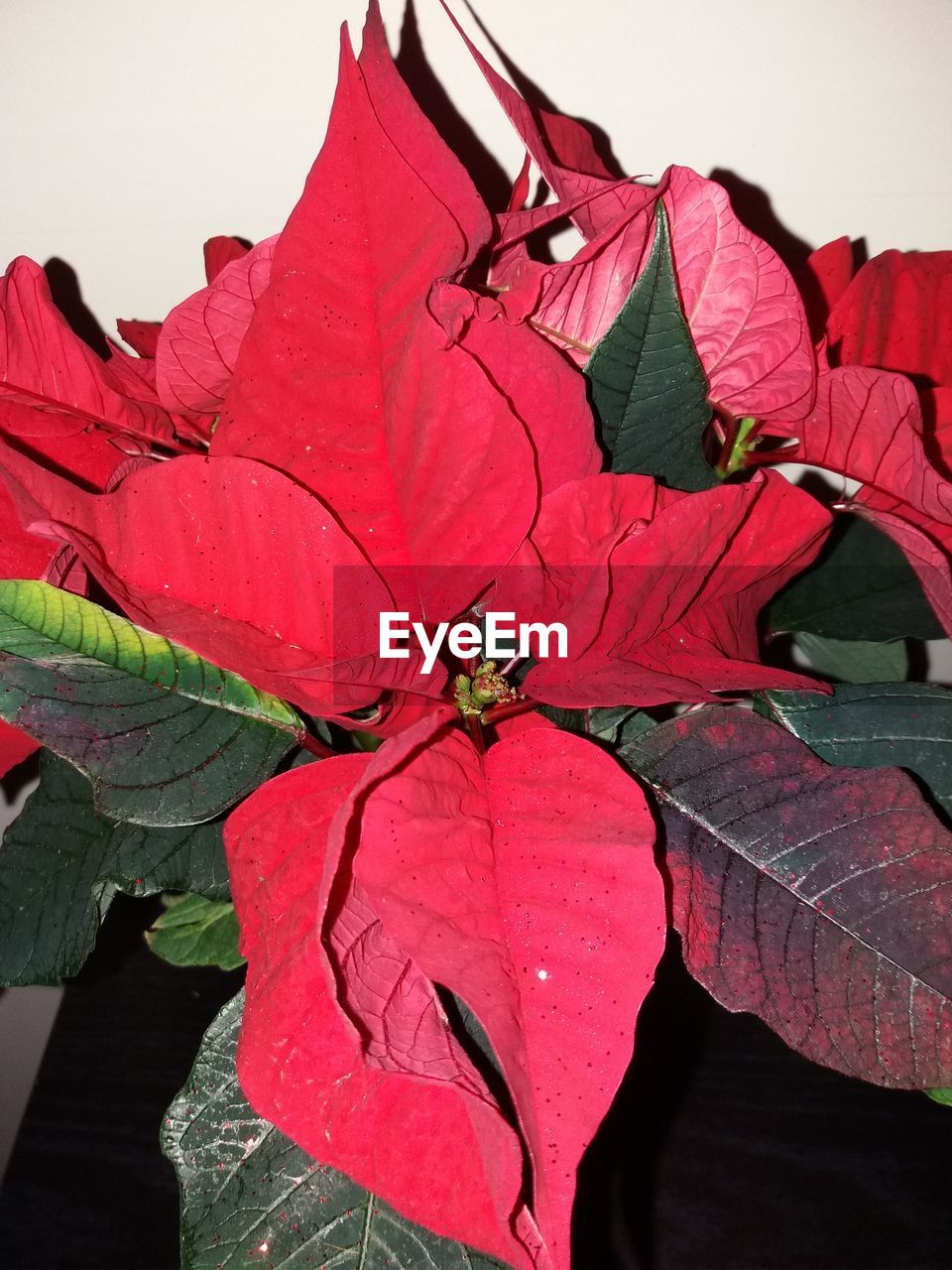 CLOSE-UP OF FRESH RED BOUGAINVILLEA