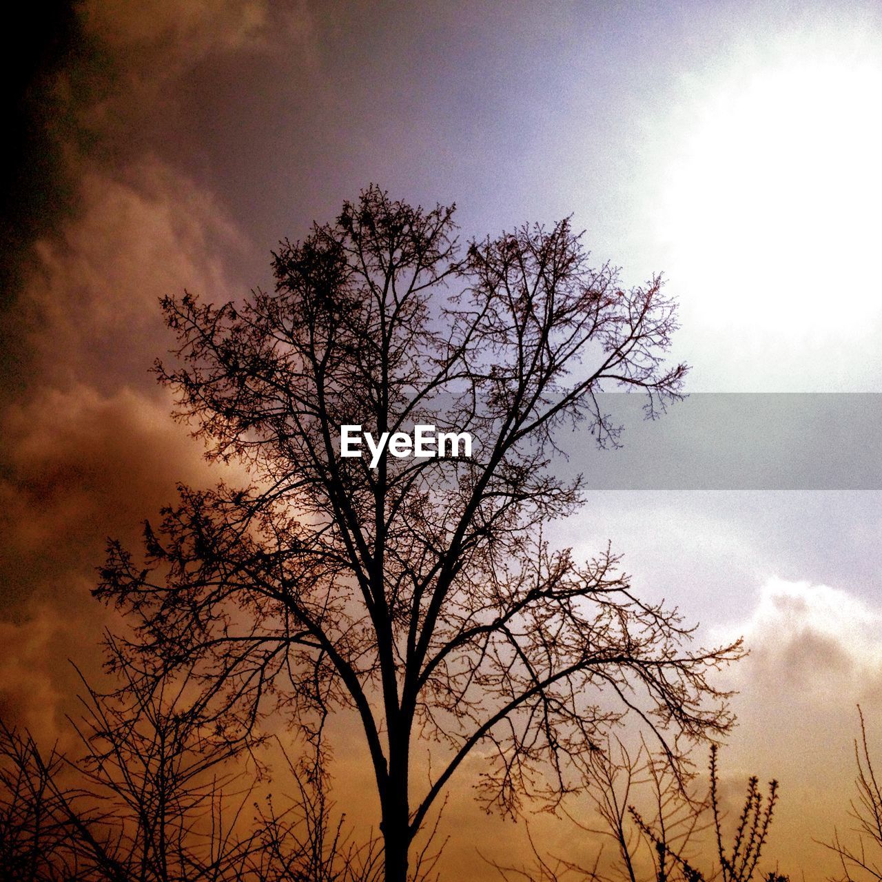 LOW ANGLE VIEW OF BARE TREE AGAINST SKY