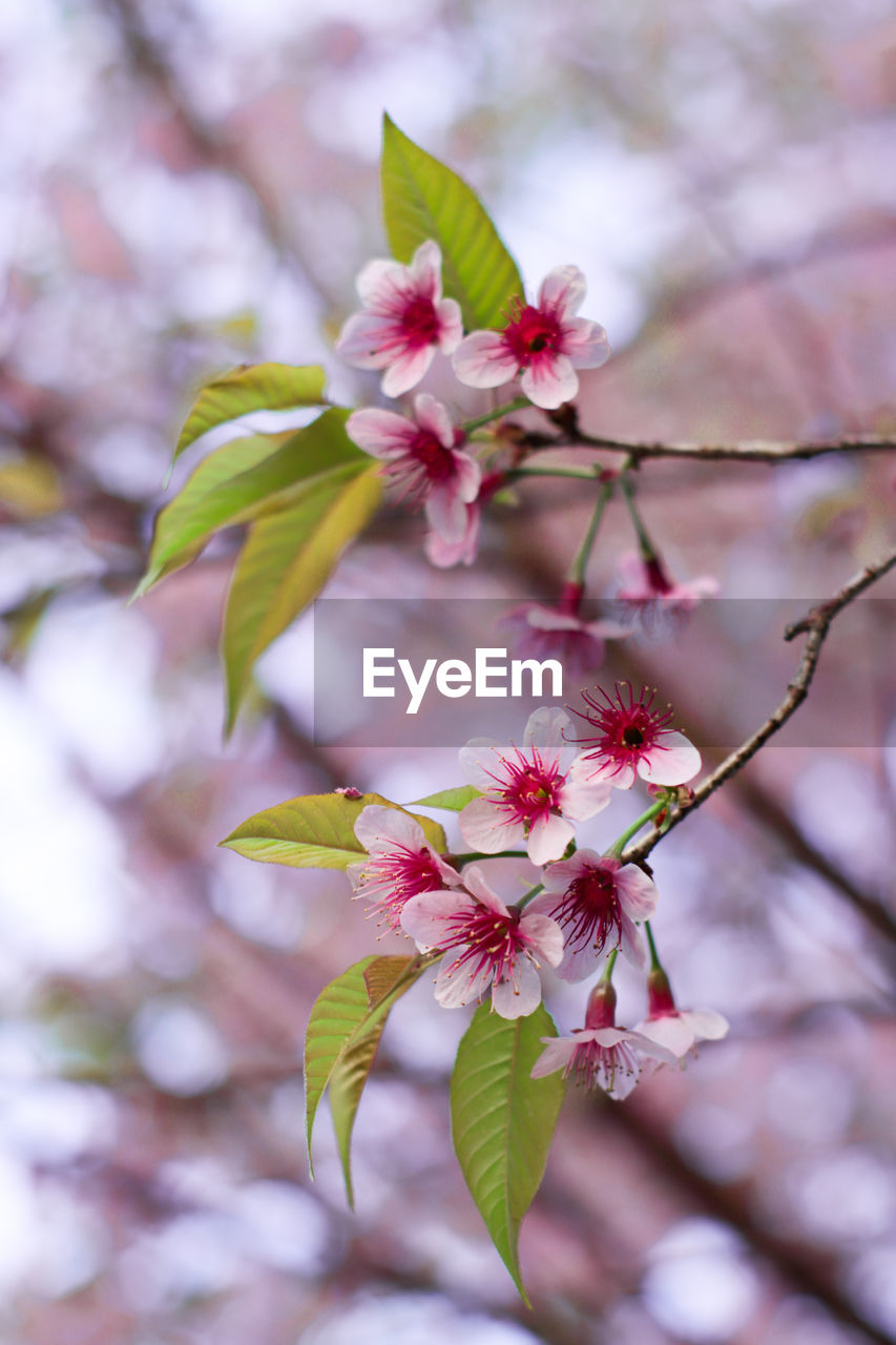 plant, flower, flowering plant, blossom, beauty in nature, tree, freshness, springtime, branch, fragility, pink, nature, growth, spring, close-up, produce, cherry blossom, twig, no people, focus on foreground, flower head, inflorescence, food, outdoors, petal, cherry tree, fruit tree, food and drink, botany, fruit, cherry, plant part, selective focus, day, leaf, almond tree, macro photography, almond, pollen, defocused, stamen