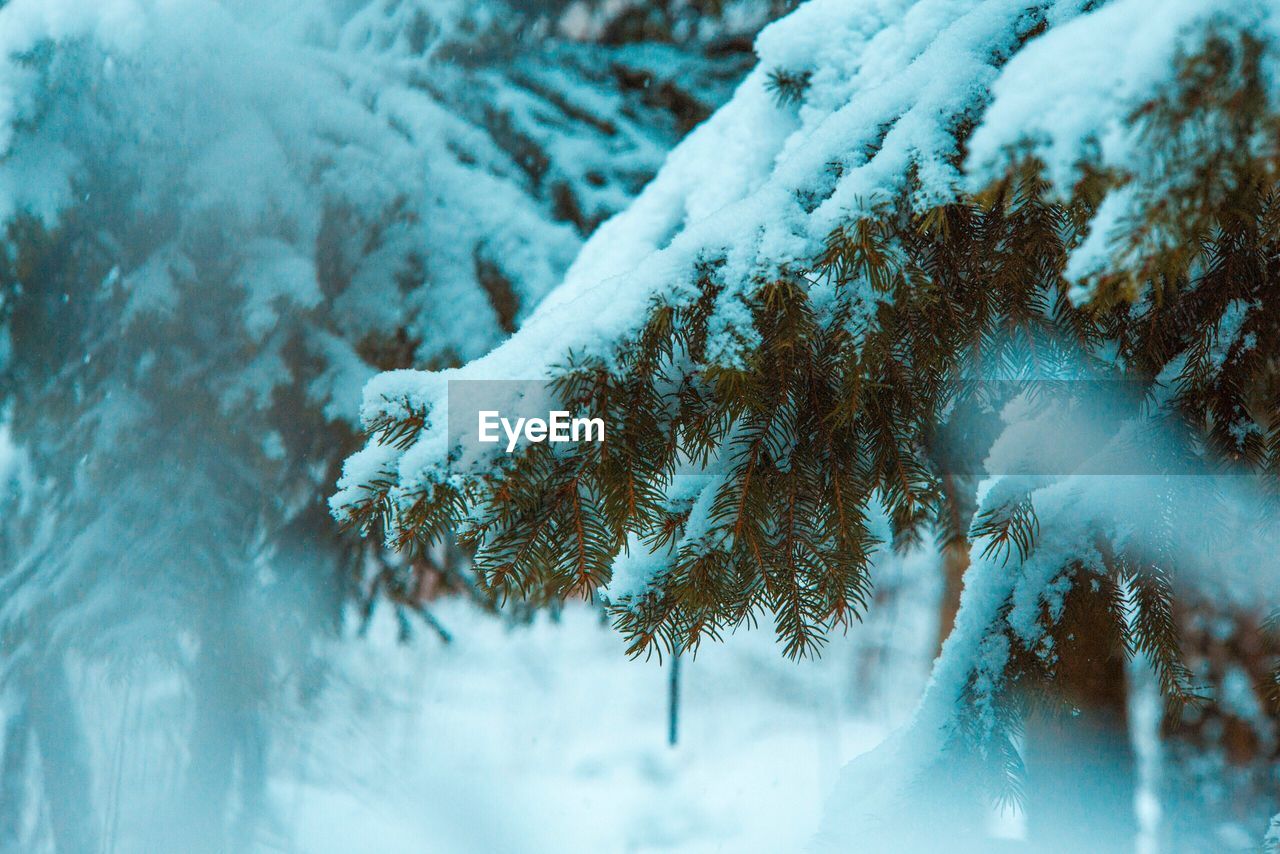 Close-up of frozen tree during winter