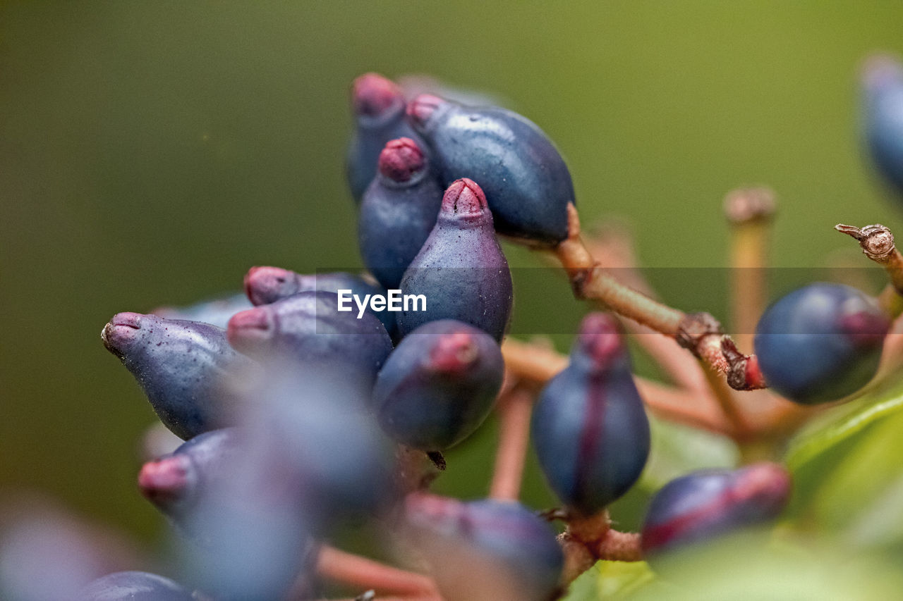 Close-up of fruits on tree