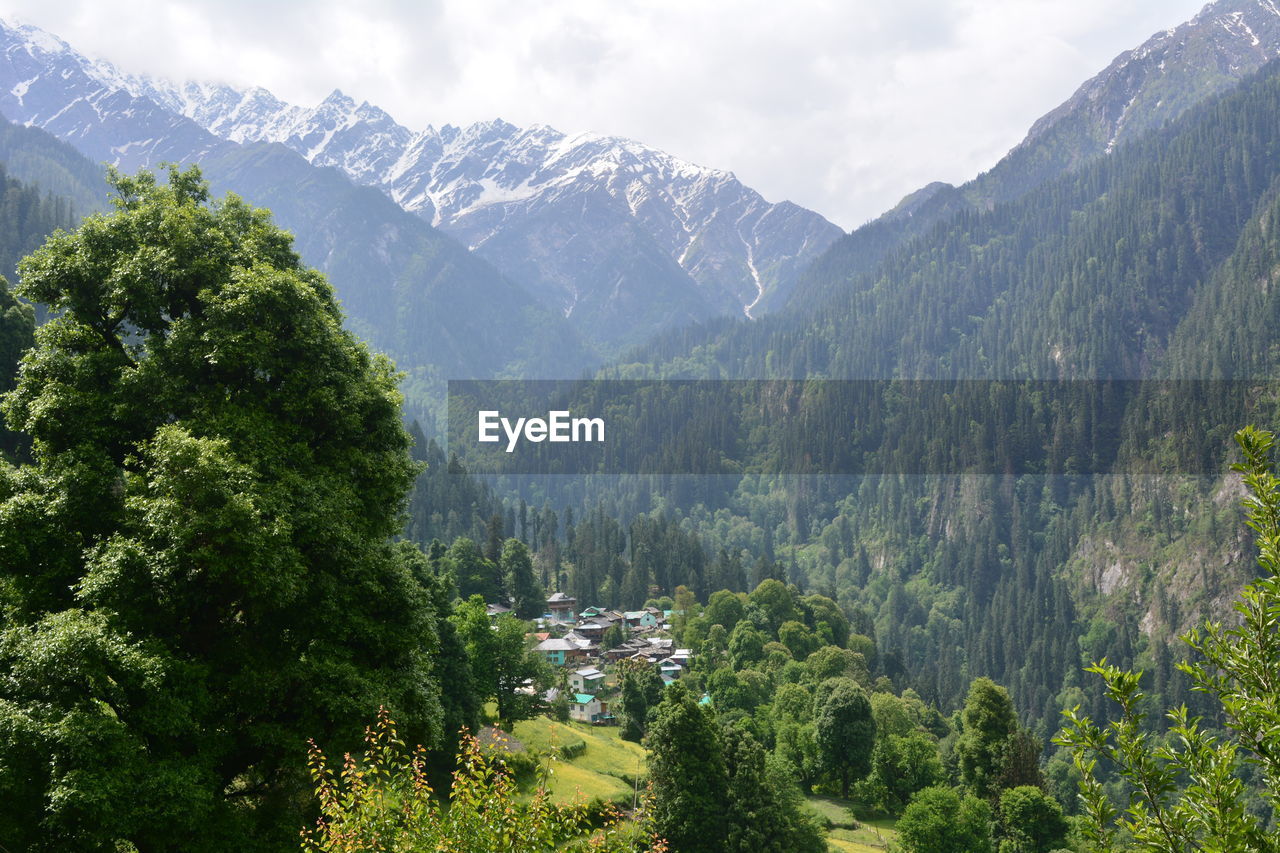 PANORAMIC SHOT OF TREES AND MOUNTAINS AGAINST SKY