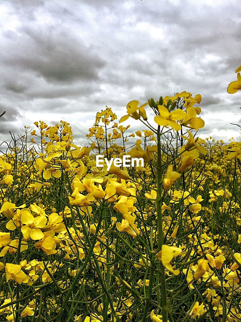 Scenic view of field against cloudy sky