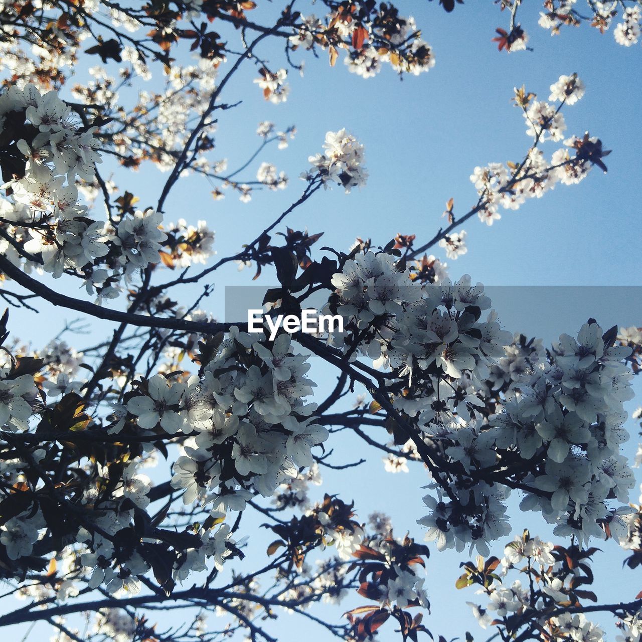 LOW ANGLE VIEW OF APPLE BLOSSOMS IN SPRING AGAINST CLEAR SKY