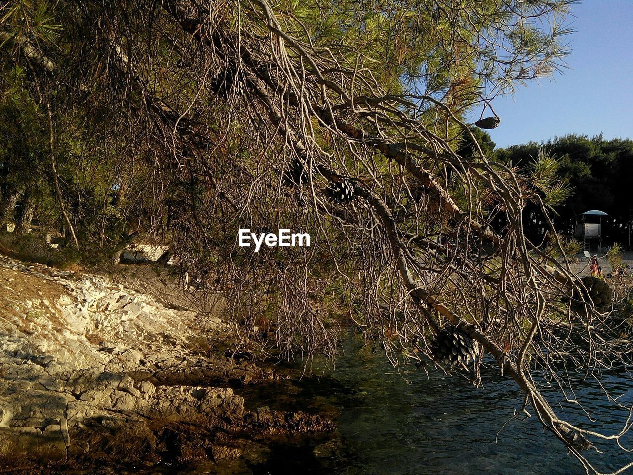 TREES GROWING ON BRANCH