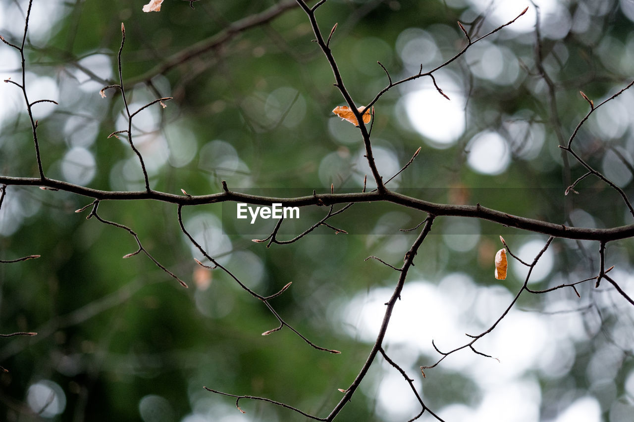 LOW ANGLE VIEW OF FRUIT ON TREE