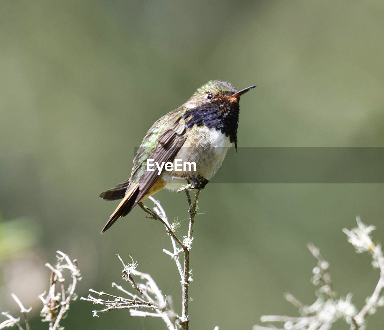 animal themes, animal, bird, animal wildlife, wildlife, one animal, nature, perching, plant, full length, beauty in nature, branch, beak, tree, green background, songbird, insect, focus on foreground, flower, colored background, multi colored, pattern, sunbeam, meadow, field, springtime, eating, environment, surface level, side view, selective focus, grass, no people, bare tree, plain, close-up, wildflower, outdoor pursuit, sitting, winter, outdoors, landscape, portrait, sunny, day, food, crop, sunlight, agriculture, cut out, emergence, copy space, food and drink, fruit tree, standing, motion, black, activity, looking at camera, land, growth, tree trunk, trunk, red, plant part