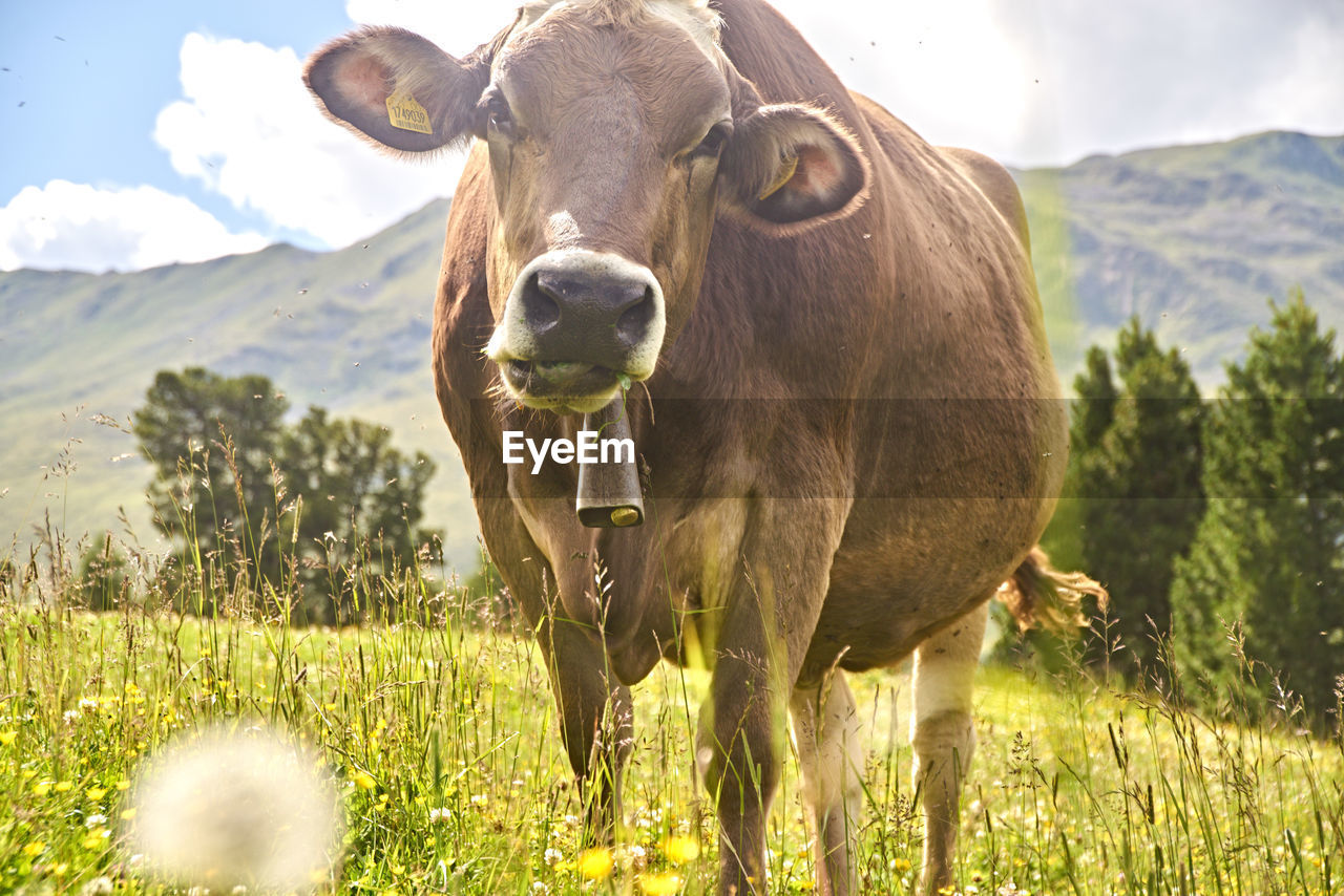 Cow standing on grassy field 