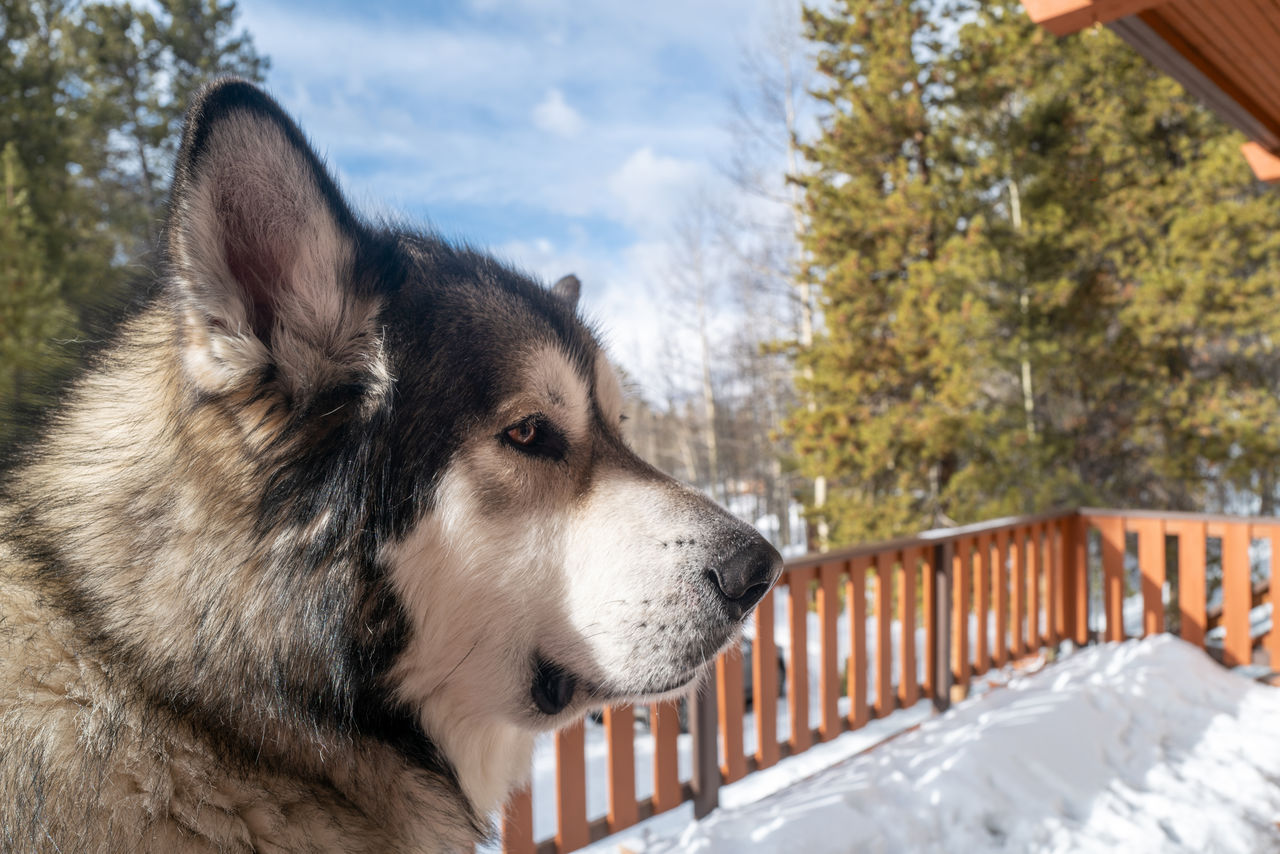 pet, one animal, dog, mammal, animal themes, animal, canine, domestic animals, snow, winter, cold temperature, nature, looking, tree, day, wolfdog, no people, animal body part, looking away, plant, sky, outdoors, close-up, carnivore, german shepherd