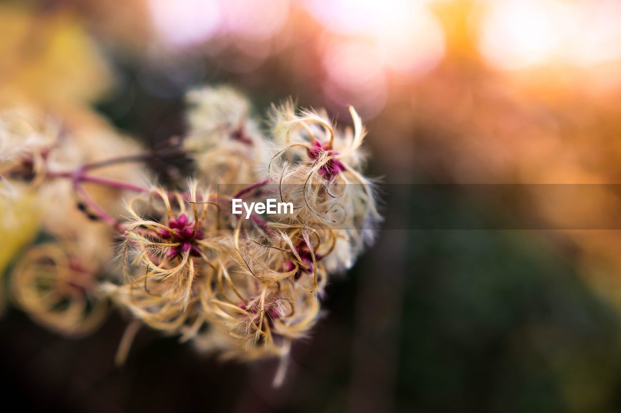 Close-up of flower against blurred background