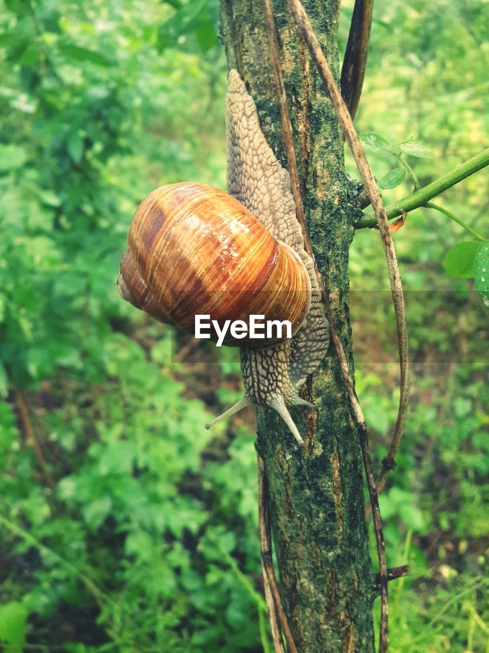 SNAIL ON TREE