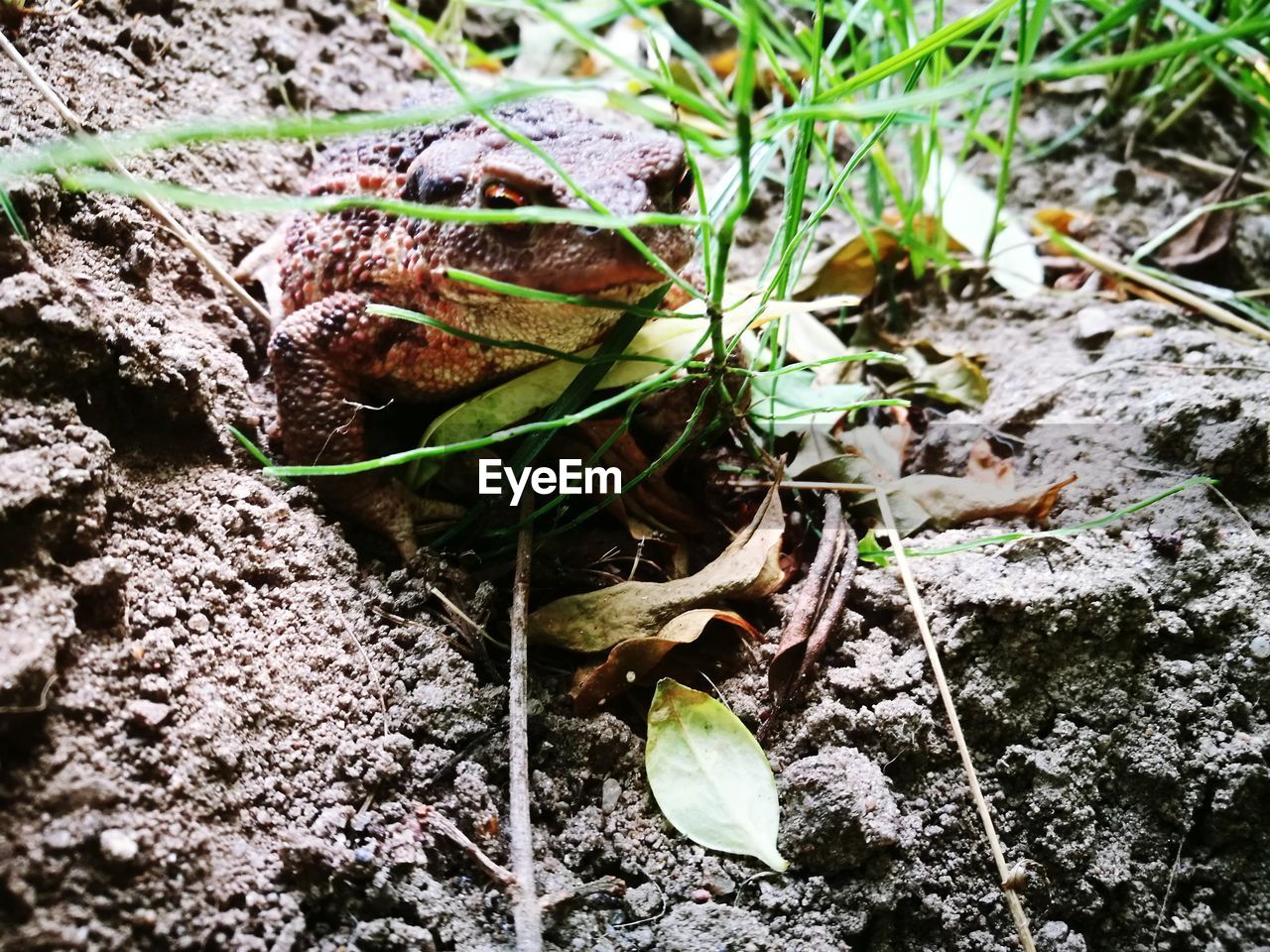 CLOSE-UP HIGH ANGLE VIEW OF PLANT