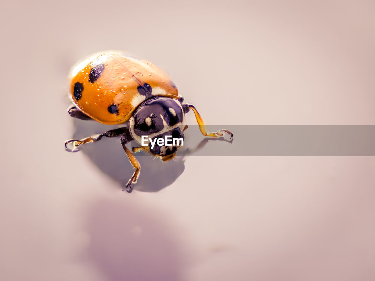 Close-up of ladybug on colored background