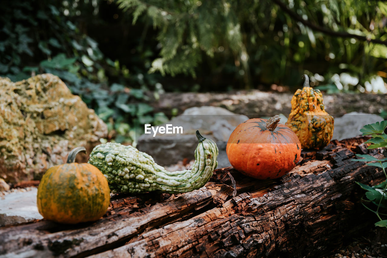 Pumpkins on wood