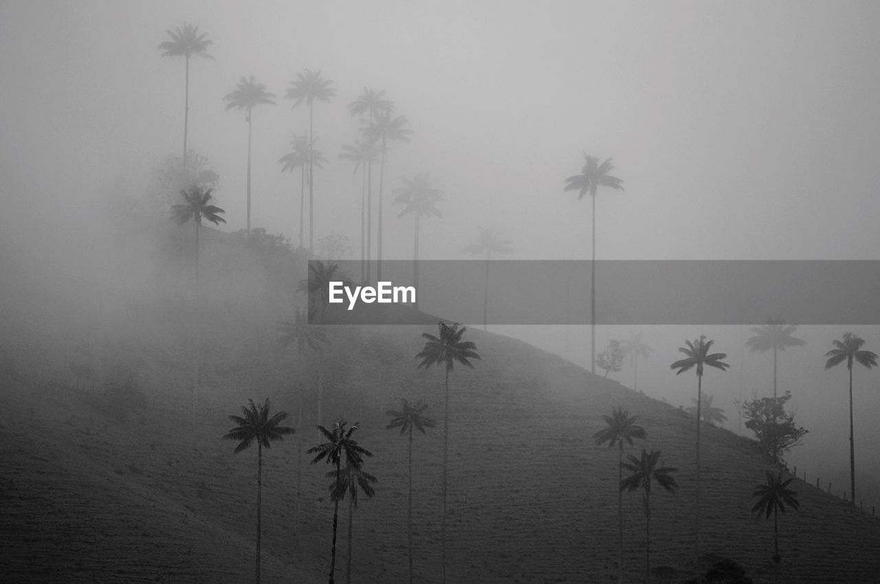 VIEW OF TREES IN FOGGY WEATHER