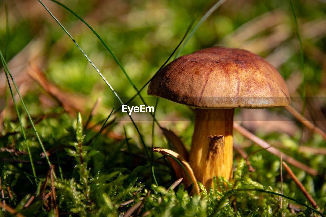 CLOSE-UP OF MUSHROOM ON FIELD