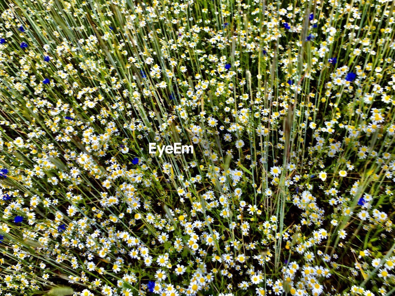 HIGH ANGLE VIEW OF WHITE FLOWERING PLANTS ON FIELD