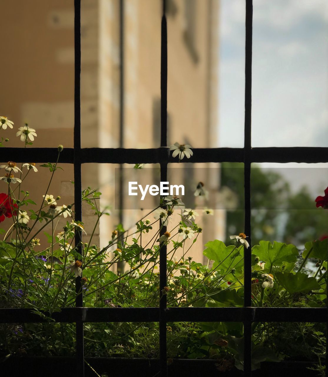 CLOSE-UP OF PLANTS SEEN THROUGH FENCE