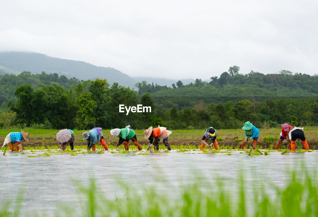 Farmers are planting rice in the farm.farmers bend to grow rice.agriculture in asia.